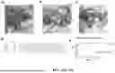 Fig. 31 - INTEIN SYSTEMS AND USES THEREOF