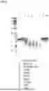Fig. 05 - Modification and Compositions of Human Secretoglobin Proteins