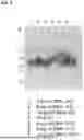 Fig. 10 - Modification and Compositions of Human Secretoglobin Proteins