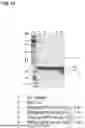 Fig. 15 - Modification and Compositions of Human Secretoglobin Proteins