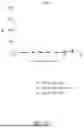 Fig. 21 - ANTIBODIES THAT NEUTRALIZE HEPATITIS B VIRUS AND USES THEREOF