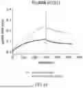 Fig. 41 - ANTIBODIES THAT NEUTRALIZE HEPATITIS B VIRUS AND USES THEREOF