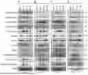 Fig. 12 - Preventative Agent or Therapeutic Agent for Amyotrophic Lateral Sclerosis, Parkinson's Disease, Huntington's Disease, Spinocerebellar Ataxia, Aging-Related Degenerative or Neurological Disease, Brain Aging, or Diseases Associated With Brain Aging
