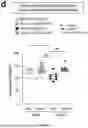Fig. 23 - Preventative Agent or Therapeutic Agent for Amyotrophic Lateral Sclerosis, Parkinson's Disease, Huntington's Disease, Spinocerebellar Ataxia, Aging-Related Degenerative or Neurological Disease, Brain Aging, or Diseases Associated With Brain Aging