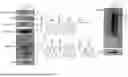 Fig. 44 - Preventative Agent or Therapeutic Agent for Amyotrophic Lateral Sclerosis, Parkinson's Disease, Huntington's Disease, Spinocerebellar Ataxia, Aging-Related Degenerative or Neurological Disease, Brain Aging, or Diseases Associated With Brain Aging
