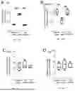 Fig. 47 - Preventative Agent or Therapeutic Agent for Amyotrophic Lateral Sclerosis, Parkinson's Disease, Huntington's Disease, Spinocerebellar Ataxia, Aging-Related Degenerative or Neurological Disease, Brain Aging, or Diseases Associated With Brain Aging