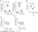 Fig. 51 - Preventative Agent or Therapeutic Agent for Amyotrophic Lateral Sclerosis, Parkinson's Disease, Huntington's Disease, Spinocerebellar Ataxia, Aging-Related Degenerative or Neurological Disease, Brain Aging, or Diseases Associated With Brain Aging