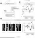 Fig. 65 - Preventative Agent or Therapeutic Agent for Amyotrophic Lateral Sclerosis, Parkinson's Disease, Huntington's Disease, Spinocerebellar Ataxia, Aging-Related Degenerative or Neurological Disease, Brain Aging, or Diseases Associated With Brain Aging
