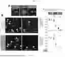 Fig. 66 - Preventative Agent or Therapeutic Agent for Amyotrophic Lateral Sclerosis, Parkinson's Disease, Huntington's Disease, Spinocerebellar Ataxia, Aging-Related Degenerative or Neurological Disease, Brain Aging, or Diseases Associated With Brain Aging