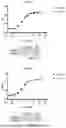 Fig. 12 - FcRn-Binding Polypeptides and Uses Thereof