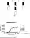 Fig. 15 - FcRn-Binding Polypeptides and Uses Thereof