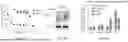 Fig. 52 - COMPOSITIONS AND METHODS COMPRISING ANTIBODIES THAT BIND TO COVALENT PEPTIDE CONJUGATES