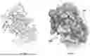 Fig. 65 - COMPOSITIONS AND METHODS COMPRISING ANTIBODIES THAT BIND TO COVALENT PEPTIDE CONJUGATES