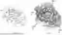 Fig. 68 - COMPOSITIONS AND METHODS COMPRISING ANTIBODIES THAT BIND TO COVALENT PEPTIDE CONJUGATES
