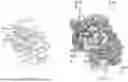 Fig. 71 - COMPOSITIONS AND METHODS COMPRISING ANTIBODIES THAT BIND TO COVALENT PEPTIDE CONJUGATES