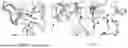 Fig. 72 - COMPOSITIONS AND METHODS COMPRISING ANTIBODIES THAT BIND TO COVALENT PEPTIDE CONJUGATES