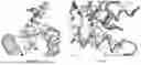 Fig. 75 - COMPOSITIONS AND METHODS COMPRISING ANTIBODIES THAT BIND TO COVALENT PEPTIDE CONJUGATES
