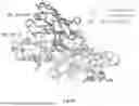 Fig. 85 - COMPOSITIONS AND METHODS COMPRISING ANTIBODIES THAT BIND TO COVALENT PEPTIDE CONJUGATES