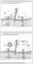 Fig. 01 - ANTIBODIES TO GALECTIN-3 AND METHODS OF USE THEREOF