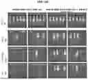 Fig. 35 - ANTIBODIES TO GALECTIN-3 AND METHODS OF USE THEREOF
