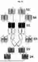 Fig. 14 - EGFR BINDING COMPLEX AND METHOD OF MAKING AND USING THEREOF