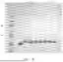 Fig. 13 - DE NOVO BINDING DOMAIN CONTAINING POLYPEPTIDES AND USES THEREOF