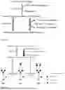 Fig. 04 - ENZYME AND PATHWAY MODULATION WITH SULFHYDRYL COMPOUNDS AND THEIR DERIVATIVES