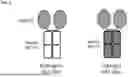 Fig. 02 - ANTI-CD84 ANTIBODIES AND USES THEREOF