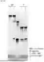 Fig. 24 - ANTI-CD84 ANTIBODIES AND USES THEREOF