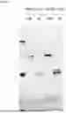 Fig. 27 - ANTI-CD84 ANTIBODIES AND USES THEREOF
