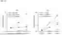 Fig. 31 - ANTI-CD84 ANTIBODIES AND USES THEREOF