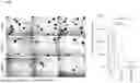 Fig. 37 - ANTI-CD84 ANTIBODIES AND USES THEREOF