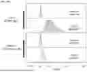 Fig. 42 - ANTI-CD84 ANTIBODIES AND USES THEREOF