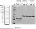 Fig. 07 - MULTI-SPECIFIC REAGENT FOR TARGETED DELIVERY OF LIPID NANOPARTICLES