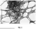 Fig. 04 - COMPOSITIONS AND METHODS FOR REMOVAL OF NEGATIVELY CHARGED IMPURITIES USING METAL-CELLULOSE FIBER COMPOSITE