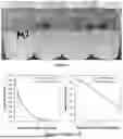 Fig. 02 - METHODS FOR THE DISPERSION PROCESSING OF HIGH ASPECT RATIO NANOMATERIALS, SUCH AS BORON NITRIDE NANOTUBES, INTO MACROSTRUCTURES