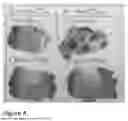 Fig. 06 - Paint comprising microbial cells and water-based paint vehicle