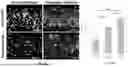 Fig. 10 - IN VITRO DEVICE FOR VASCULARIZED MICROFLUIDIC MODELING OF OSTEOCHONDRAL UNIT