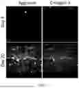 Fig. 11 - IN VITRO DEVICE FOR VASCULARIZED MICROFLUIDIC MODELING OF OSTEOCHONDRAL UNIT