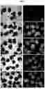 Fig. 02 - METHOD FOR PRODUCING RETINAL TISSUE AND RETINA-RELATED CELLS