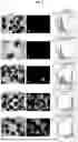 Fig. 03 - METHOD FOR PRODUCING RETINAL TISSUE AND RETINA-RELATED CELLS