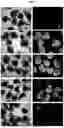 Fig. 04 - METHOD FOR PRODUCING RETINAL TISSUE AND RETINA-RELATED CELLS