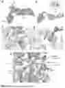 Fig. 09 - COMPOSITIONS AND METHODS RELATED TO MODIFIED CAS12A2 MOLECULES