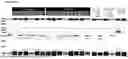 Fig. 05 - METHODS FOR ENRICHING NUCLEIC ACID TARGET SEQUENCES