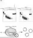 Fig. 15 - Type V CRISPR/CAS Effector Proteins for Cleaving ssDNAs and Detecting Target DNAs