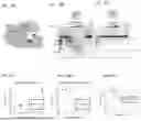 Fig. 23 - Type V CRISPR/CAS Effector Proteins for Cleaving ssDNAs and Detecting Target DNAs