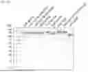 Fig. 38 - Type V CRISPR/CAS Effector Proteins for Cleaving ssDNAs and Detecting Target DNAs
