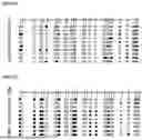 Fig. 04 - METHYLATION-SPECIFIC PRIMERS FOR DIAGNOSING TUMORS