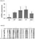 Fig. 07 - METHYLATION-SPECIFIC PRIMERS FOR DIAGNOSING TUMORS