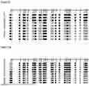 Fig. 11 - METHYLATION-SPECIFIC PRIMERS FOR DIAGNOSING TUMORS